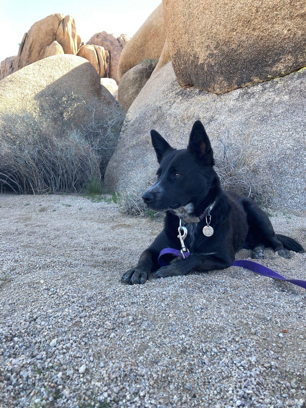 Taking Your Dog to Joshua Tree