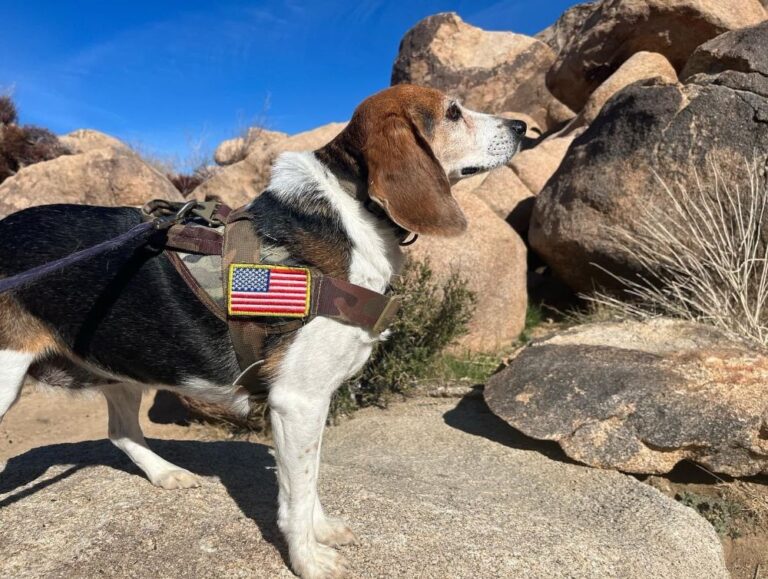 Taking Your Dog to Joshua Tree