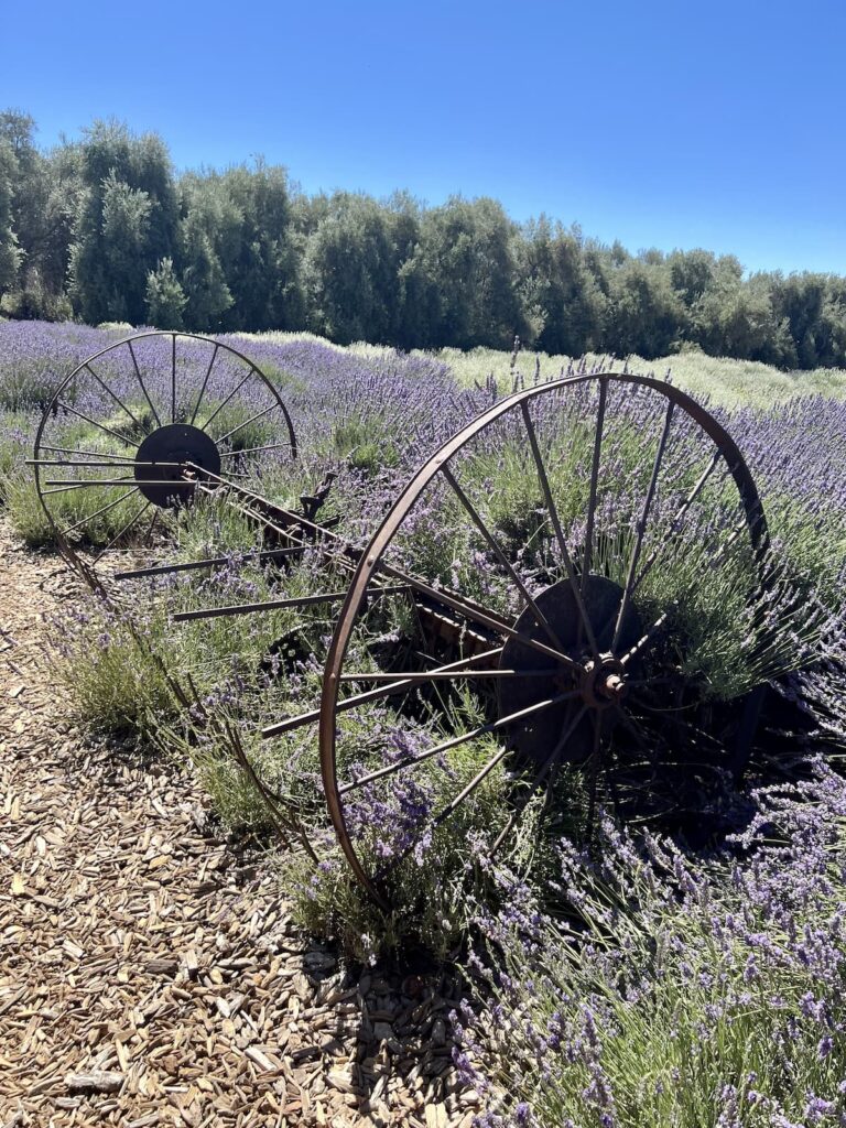 Lavender Festival